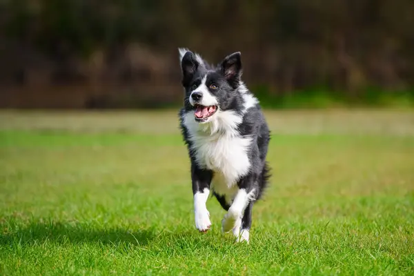Collie 'nin köpeği parkta koşuyor. Safkan erkek köpek yeşil çimlerde oynuyor, arka planda ağaçlar.