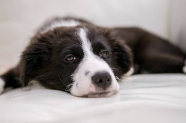 Border Collie köpeği beyaz deri koltukta dinleniyor. Saf köpek yavrusu renkli battaniyeyle kanepede dinleniyor..