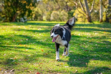 Collie sınırı yeşil çimlerde koşuyor köpek parkında tasmasız ve arka planda yeşil ağaçlarla.