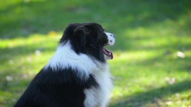 Collie 'nin köpeği parkta oturuyor. Safkan erkek köpek yeşil çimlerde poz veriyor, ağaçlar arka planda.