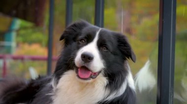 Renkli bulanık arkaplanı olan genç, uykucu Collie köpek yavrusunun portresini kapat