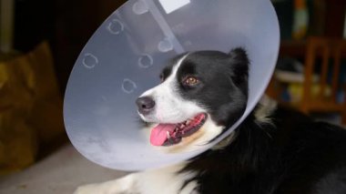 Border Collie köpeği ısırmamak, yalamamak, kaşınmamak için ameliyat sonrası plastik tasma takar..