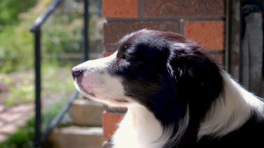 Border Collie dog male looking around, close up video in slow motion