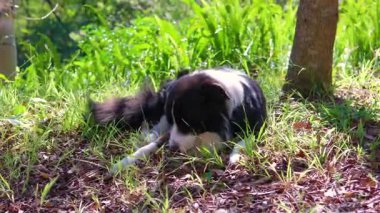 Border Collie dog male lying on green grass and chewing piece of wood 