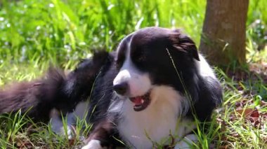 Border Collie dog male lying on green grass and chewing piece of wood