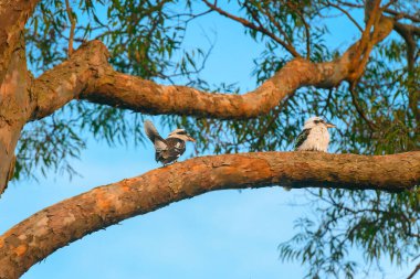 İki gülen yalıçapkını bir sakız ağacının dalında oturup etrafa bakınıyor.