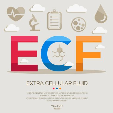 ECF _ Ekstra hücresel sıvı, harf ve simgeler ve vektör illüstrasyonu.