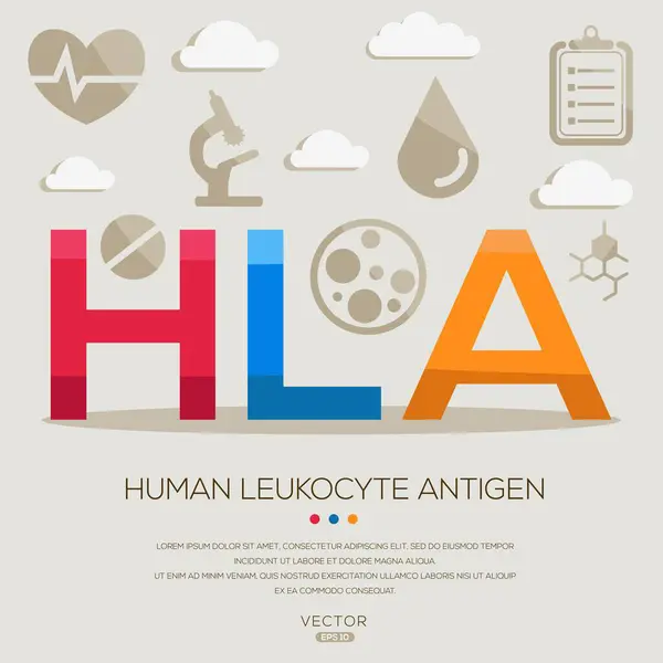 stock vector HLA _ human leukocyte antigen, letters and icons, and vector illustration.