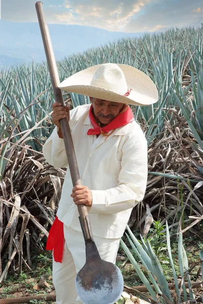 Man with typical clothes and hat working in the field with sunset clouds in the agave cut to make tequila.