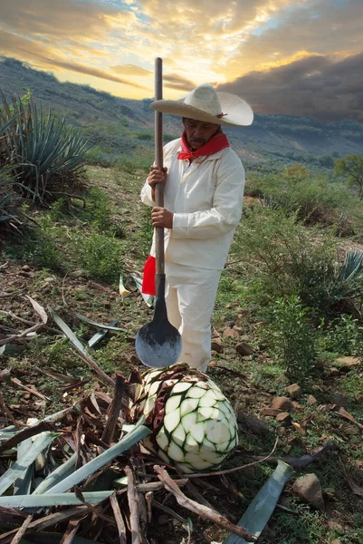 Man Typical Clothes Hat Working Field Sunset Clouds Agave Cut —  Fotos de Stock