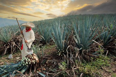Man with typical clothes and hat working in the field with sunset clouds in the agave cut to make tequila.