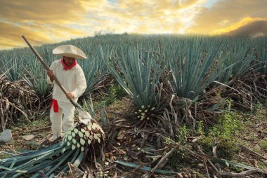 Guadalajara Jalisco şehrinin mimarisi ve anıtları.