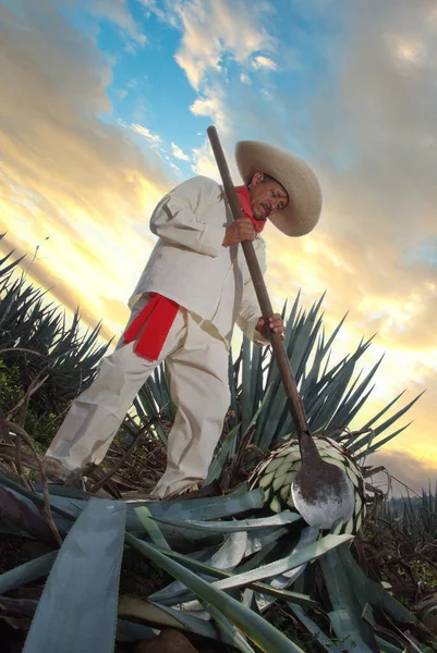 Man Typical Clothes Hat Working Field Sunset Clouds Agave Cut — Stockfoto
