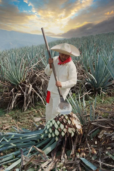 典型的な服と帽子を持つ男はテキーラを作るために切断されたアガベの日没の雲とフィールドで作業 — ストック写真