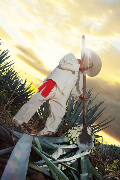과달라하라 할리스 코시의 기념비 멕시코의 데이타임 — 스톡 사진