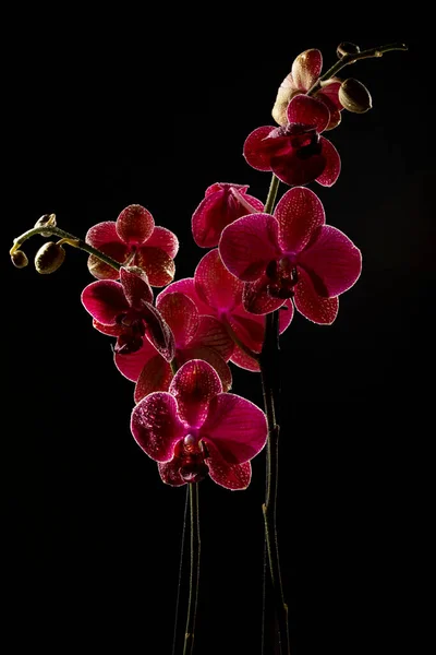 Ornamento Flores Coloridas Diferentes Vaso Close — Fotografia de Stock