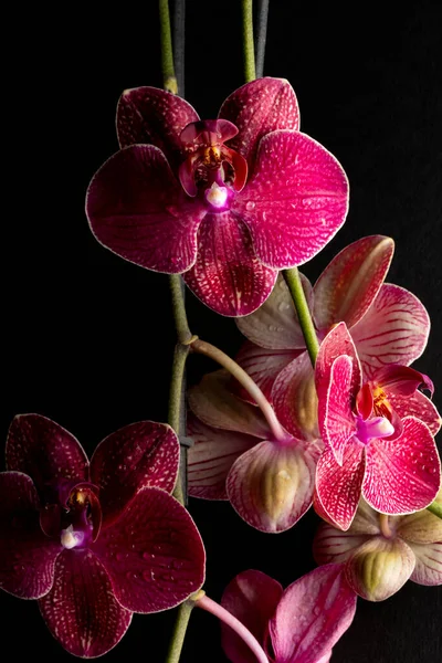 Ornamento Flores Coloridas Diferentes Vaso Close — Fotografia de Stock