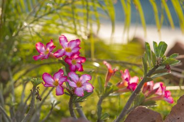 Farklı renklerde çiçeklerin süsleri ve yakın plan resimleri.