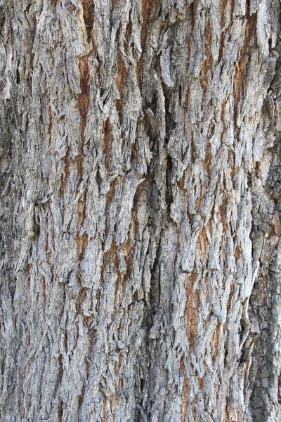 Árvore Áspera Casca Textura Detalhe — Fotografia de Stock
