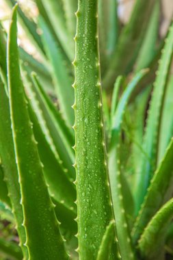 runner metre yol closeup ayakkabı üzerinde çalışan. kadın fitness신발에도 근접 촬영에서 실행 러너 발입니다. 여자 휘트니스.