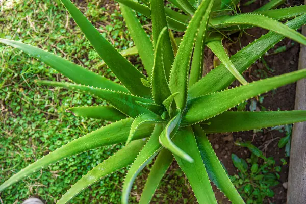 Aloe Jardín Que Corta Base Día Soleado Imagen De Stock
