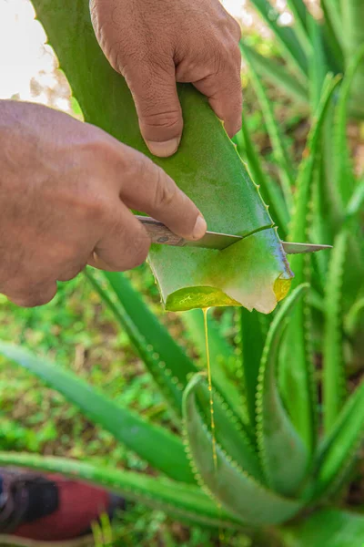 Aloe Garden Being Cut Base Sunny Day — Stock Photo, Image