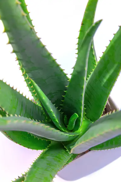 Aloe Zahradě Vyřezán Základny Slunečného Dne — Stock fotografie