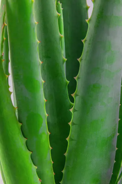 Aloe Zahradě Vyřezán Základny Slunečného Dne — Stock fotografie