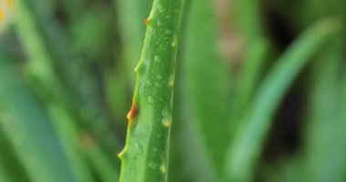 Aloe Vera 'nın doğrama tahtasıyla kesilip doğrandığı video.