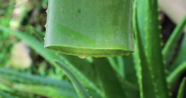Aloe Vera 'nın doğrama tahtasıyla kesilip doğrandığı video.
