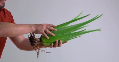  Aloe Vera 'nın tahta kesme tahtasıyla kesilip suda yıkandığını gösteren bir video.