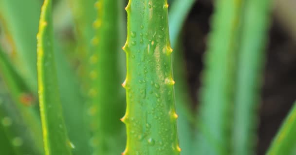 Wideo Krojeniem Siekaniem Aloesu Desce Krojenia — Wideo stockowe