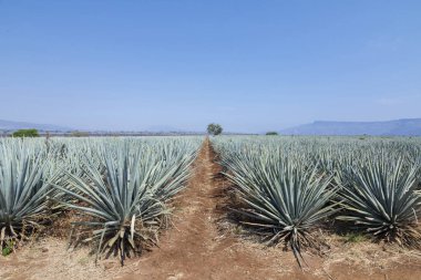 Tekila üretmek için agave bitkilerinin manzarası. Meksika.