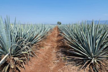 Tekila üretmek için agave bitkilerinin manzarası. Meksika.
