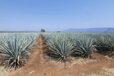 Tekila üretmek için agave bitkilerinin manzarası. Meksika.