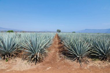 Tekila üretmek için agave bitkilerinin manzarası. Meksika.