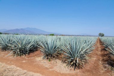 Tekila üretmek için agave bitkilerinin manzarası. Meksika.