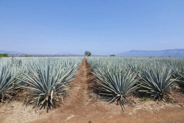 Tekila üretmek için agave bitkilerinin manzarası. Meksika.