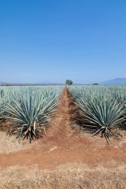 Tekila üretmek için agave bitkilerinin manzarası. Meksika.