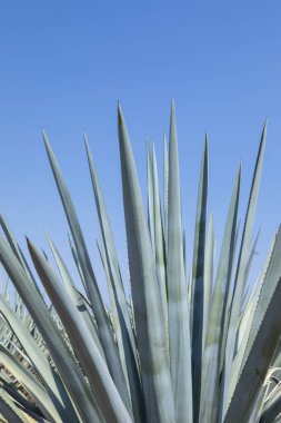 Tekila üretmek için agave bitkilerinin manzarası. Meksika.
