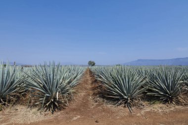 Tekila üretmek için agave bitkilerinin manzarası. Meksika.