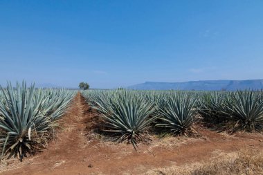Tekila üretmek için agave bitkilerinin manzarası. Meksika.