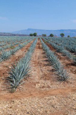 Tekila üretmek için agave bitkilerinin manzarası. Meksika.