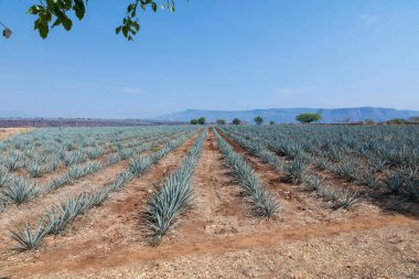 Tekila üretmek için agave bitkilerinin manzarası. Meksika.