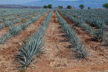 Tekila üretmek için agave bitkilerinin manzarası. Meksika.