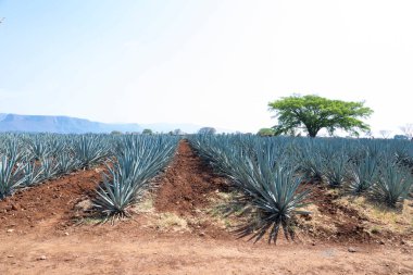Tekila üretmek için agave bitkilerinin manzarası. Meksika.