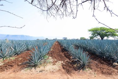 Tekila üretmek için agave bitkilerinin manzarası. Meksika.