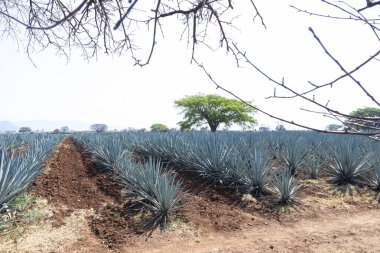 Tekila üretmek için agave bitkilerinin manzarası. Meksika.