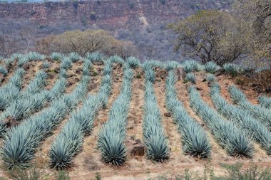 Tekila üretmek için agave bitkilerinin manzarası. Meksika.