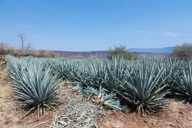 Tekila üretmek için agave bitkilerinin manzarası. Meksika.